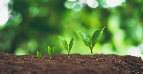 istock Tree plant and Growth In nature And beautiful bokeh 1159767266
