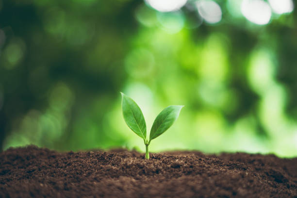 istock Tree plant and Growth In nature And beautiful bokeh 1159767267