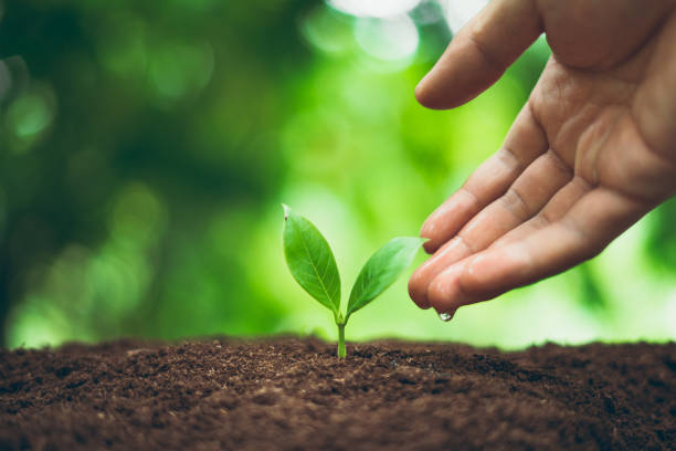 istock Tree plant and Growth In nature And beautiful bokeh 1159767292