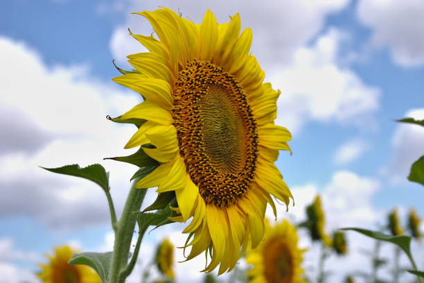 istock blooming sunflower on the field 1159767309