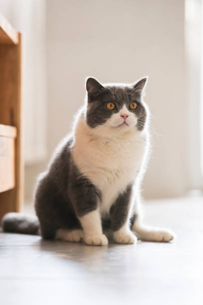 istock Cute british shorthair, indoor shot 1159768965