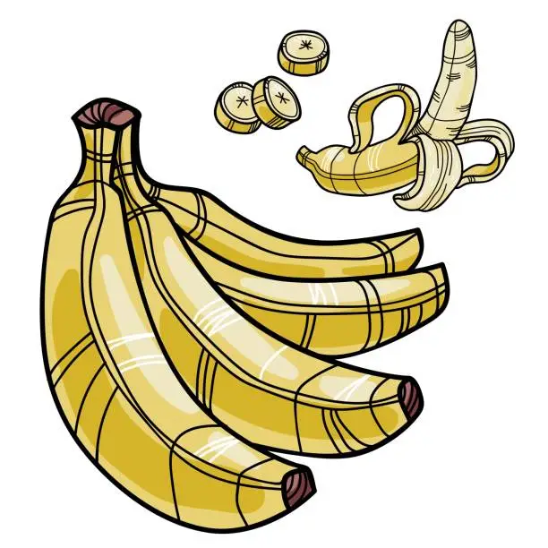 Vector illustration of Vector banana set