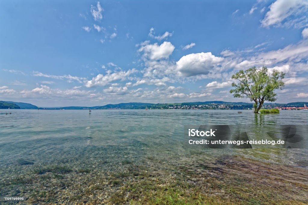 Lake Constance in summer with high water Lake Constance in summer with high water with a tree standing in the lake like an island Bodensee Stock Photo