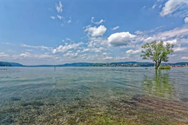 Lake Constance in summer with high water with a tree standing in the lake like an island