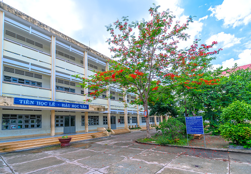 The high school in summer is full of phoenix flowers, this is the school associated with the childhood of many people and also the cradle of knowledge to help children grow up to help society.