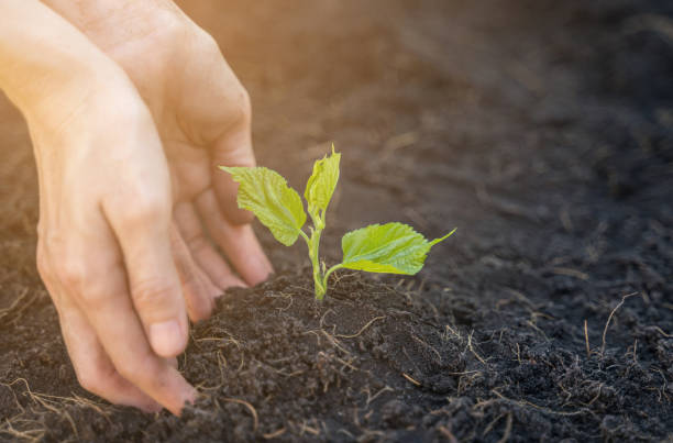 istock Woman hands are growing sprout, eco and environment concept 1159770706
