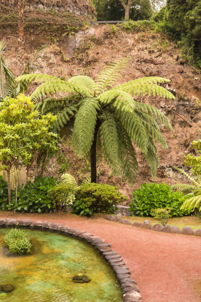 istock Fern tree in a park in Nordeste, Sao Miguel 1159771317