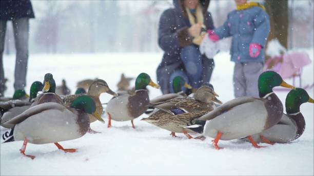 istock They feed the ducks in the winter in the park. 1159772540