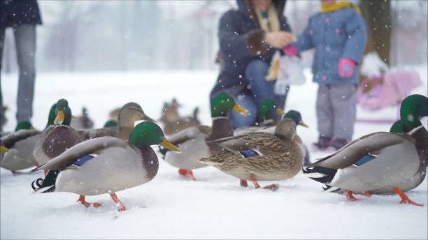 istock They feed the ducks in the winter in the park. 1159772578
