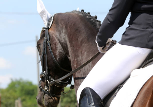 istock Unknown dressage rider sits on her stallion during race 1159772912