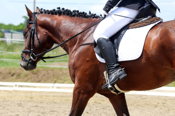 istock Unknown dressage rider sits on her stallion during race 1159772931