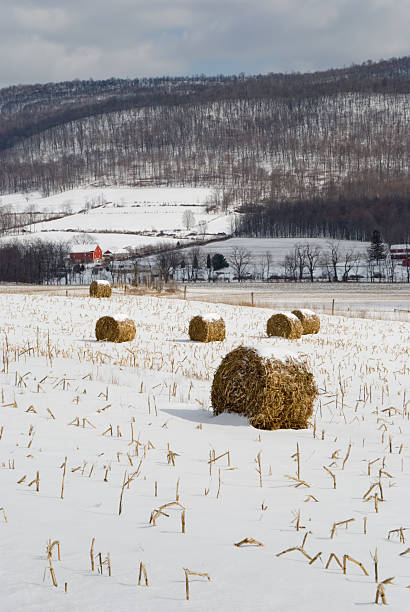 fattoria campi nella valle di neve, invernali paesaggio agricolo - corn snow field winter foto e immagini stock