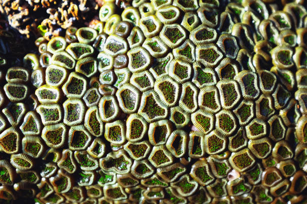 istock Looking down at sunlit coral colony in tidal pool 1159774137
