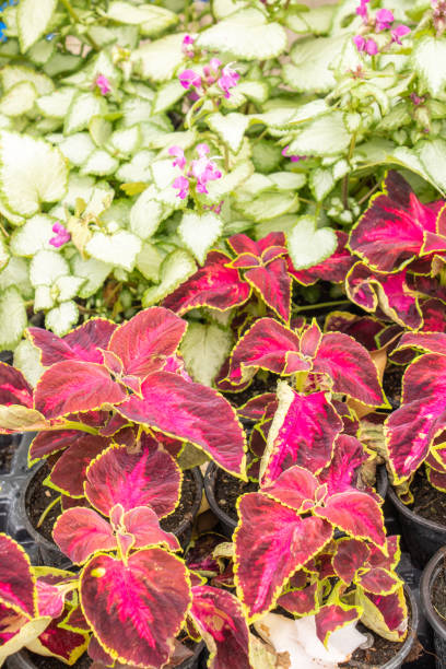 istock Degraded colors in undergrowth, coleus and their decorative foliage 1159774340