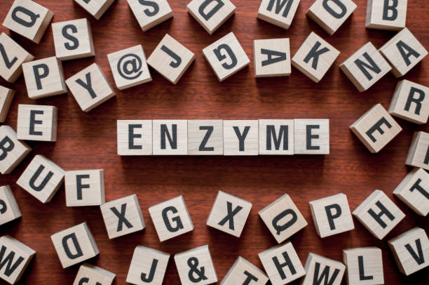 istock the word of Enzyme on building blocks concept 1159776574