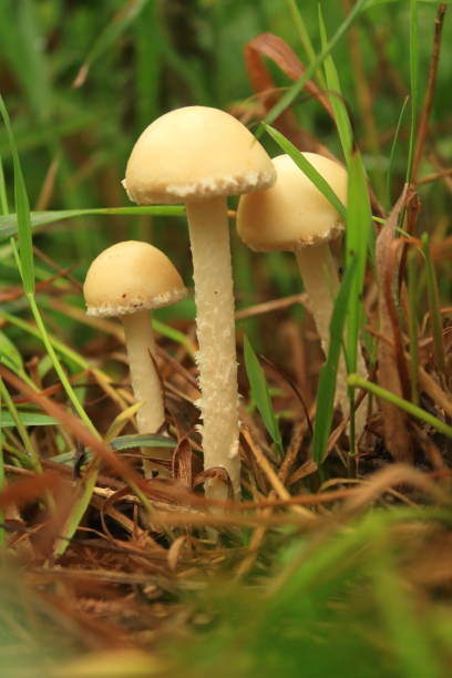 istock ripe mushroom in the forest 1159777179