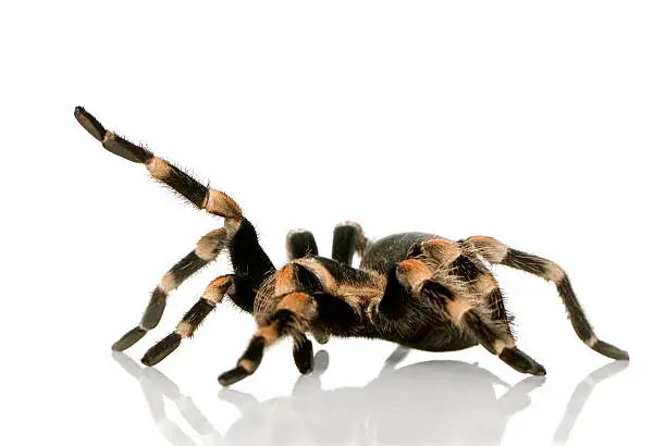 Photo of Brachypelma smithi tarantula on a white background