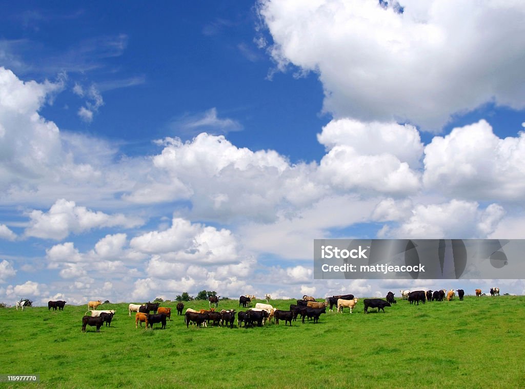 Campo de vacas - Foto de stock de Agricultura royalty-free