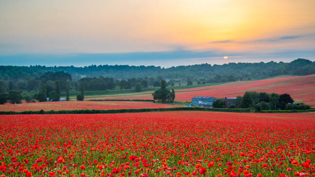 Beautiful Poppy Field at Brewdley, West Midlands at Dawn Amazing Poppy Field at Brewdley, West Midlands at Dawn west midlands photos stock pictures, royalty-free photos & images