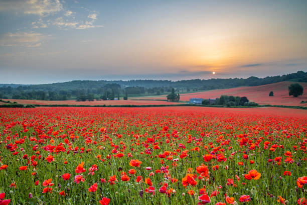 istock Beautiful Poppy Field at Brewdley, West Midlands at Dawn 1159777791