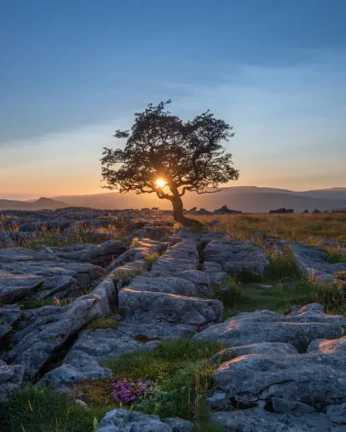 A lone weathered tree in amongst the limestone pavement of the Yorkshire Dales National Park