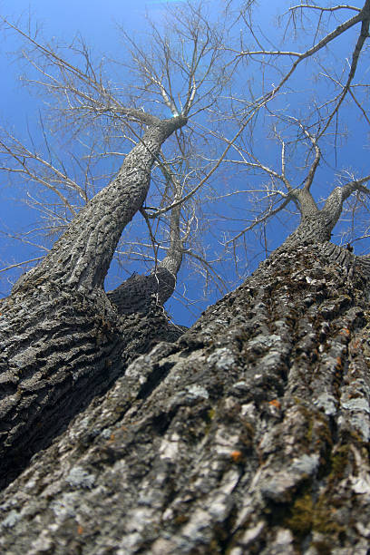 overview tree stock photo