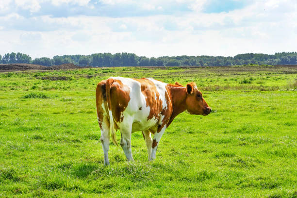 istock Brown cow on green field 1159779430
