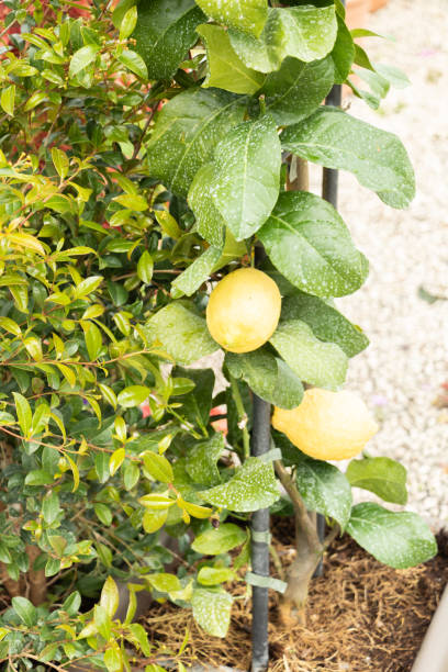 Potted lemon tree, on guardian for climbing plant with its fruits stock photo