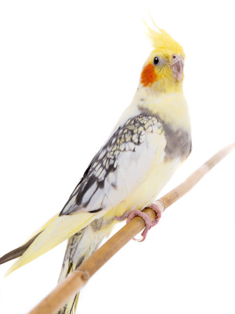 istock portrait parrot corella isolated on white 1159779832