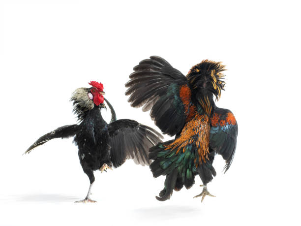Cooked Fight 2,300+ Cockfighting Stock Photos, Pictures & Royalty-Free Images - iStock
