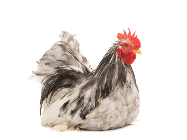 istock Cochin rooster isolated on white 1159779886