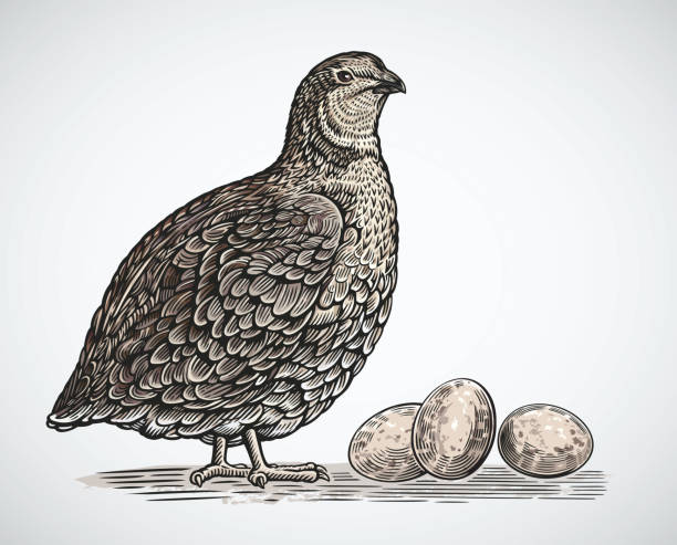 Quail in engraving style Graphical quail in engraving style and quail eggs quail bird stock illustrations