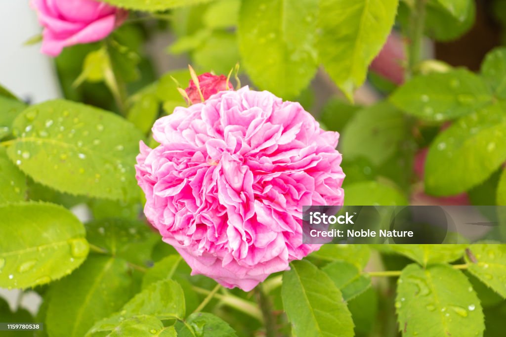 Centifolia, rose of Provence, Rose of Grasse, Rose of perfumers, rose of May Diversity of plants and colors - spring in the garden Grasse Stock Photo