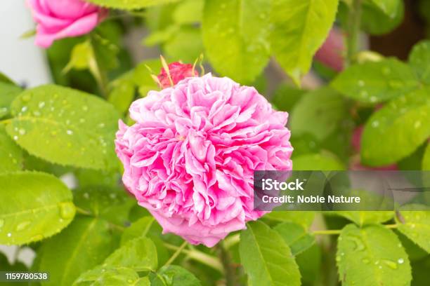 Centifolia Rose Of Provence Rose Of Grasse Rose Of Perfumers Rose Of May Stock Photo - Download Image Now