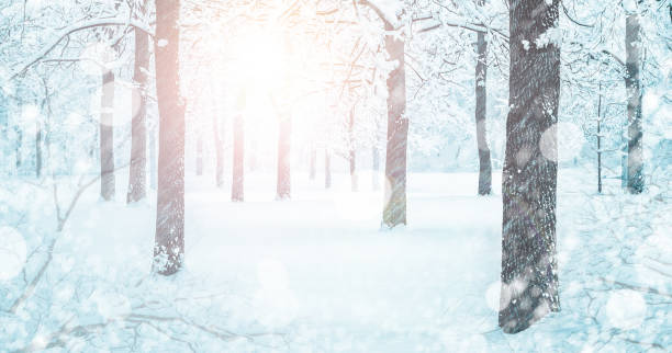 istock Snowy Forest Landscape In Winter Blizzard 1159780576