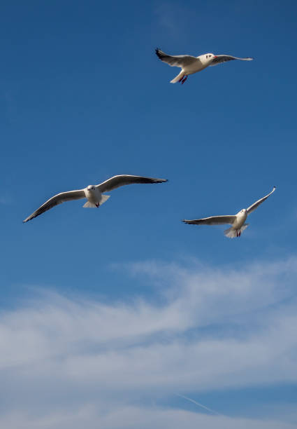 Sea Gulls at the Sky