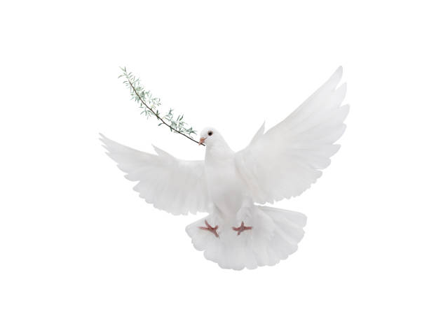 istock symbol White dove with palm branch isolated on white 1159780679