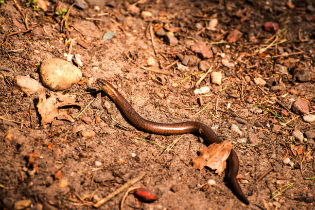 istock European blindworm on a way 1159780840