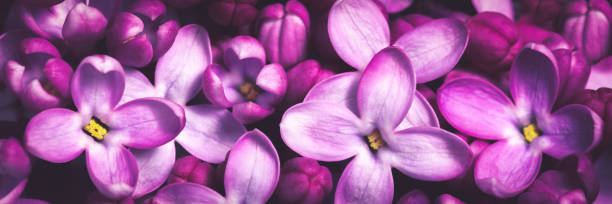 istock Banner Of Blooming Purple Lilacs 1159780938