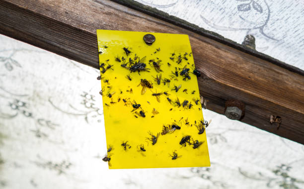 insect trap in greenhouse
