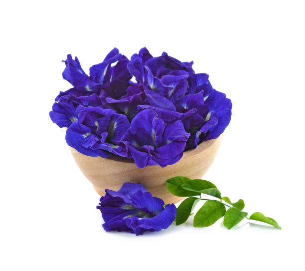 istock Clitoria ternatea or Aparajita flower isolated on white background 1159782126