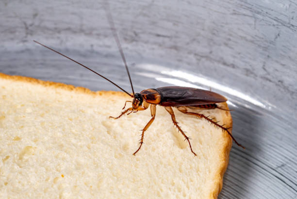 istock cockroach on a slice of bread 1159782396