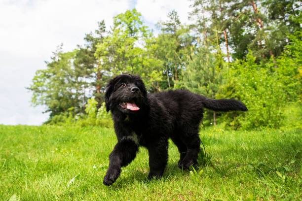 Black puppy of Newfoundland dog. Black 2 month old Newfoundland dog puppy walking on grass. newfoundland dog stock pictures, royalty-free photos & images