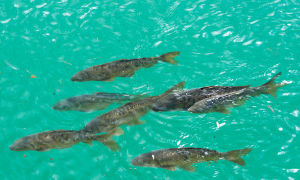 Carp in turquoise pond swim at the surface