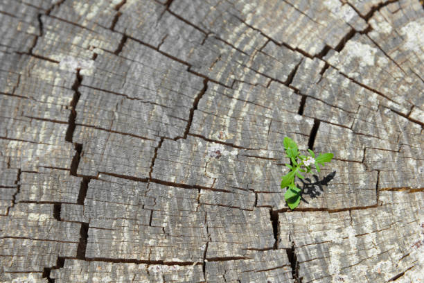 istock small new plant in an old tree stump - new life 1159784091