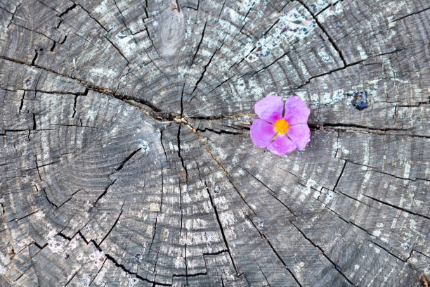 pink rose bloom in an old tree stump - new life