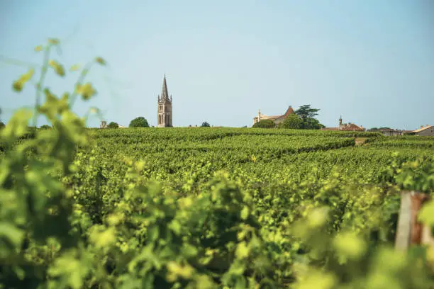 Photo of Vineyards in Saint-Emilion, France. Bell tower and village in the background