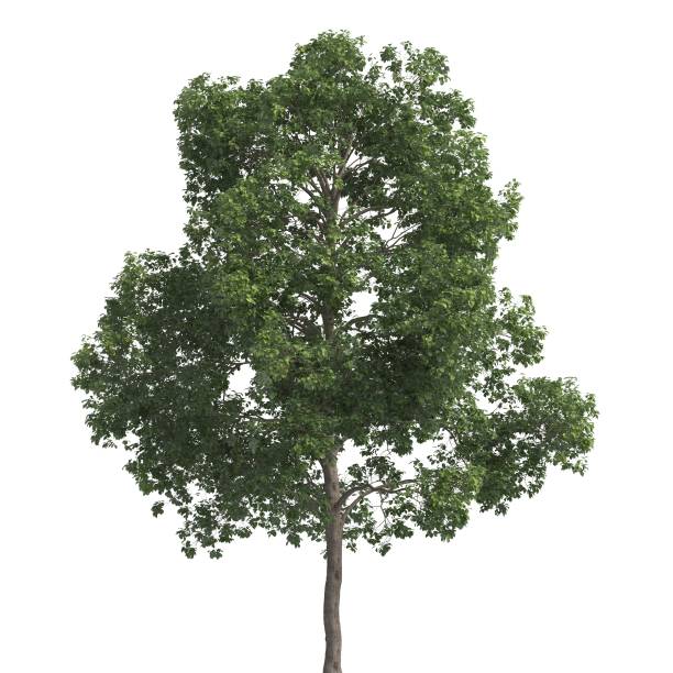 istock Tree 3d illustration isolated on the white background 1159785075