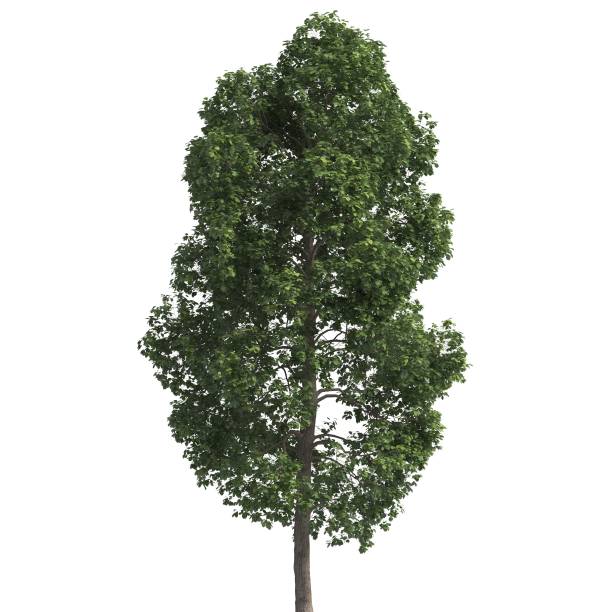 istock Tree 3d illustration isolated on the white background 1159785093