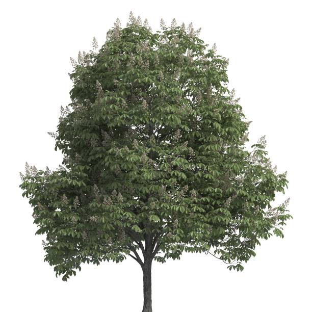 istock Tree 3d illustration isolated on the white background 1159785094